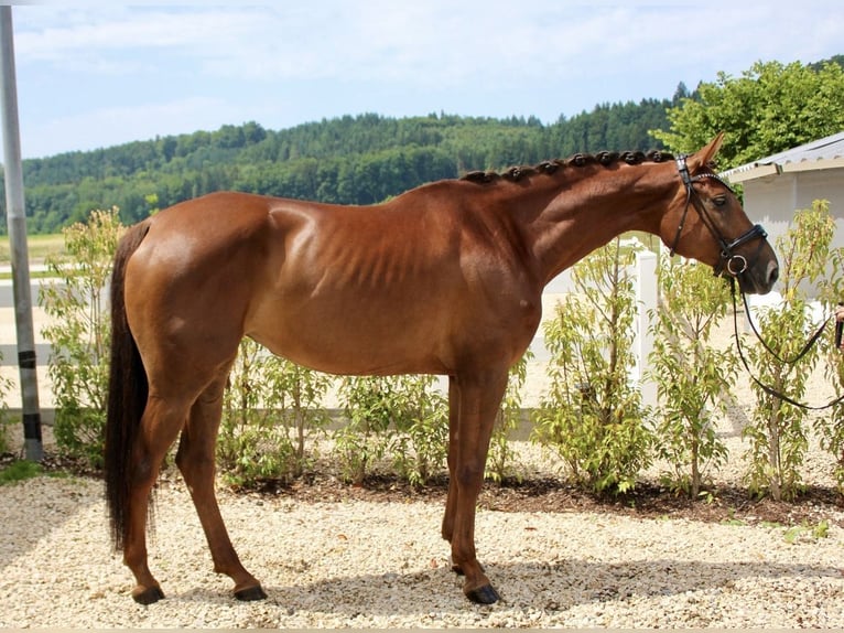 Oldenburg Mare 7 years 16.3 hh Chestnut-Red in Rankweil