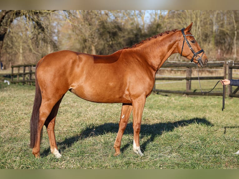 Oldenburg Mare 7 years 16,3 hh Chestnut-Red in B&#xFC;ttelborn