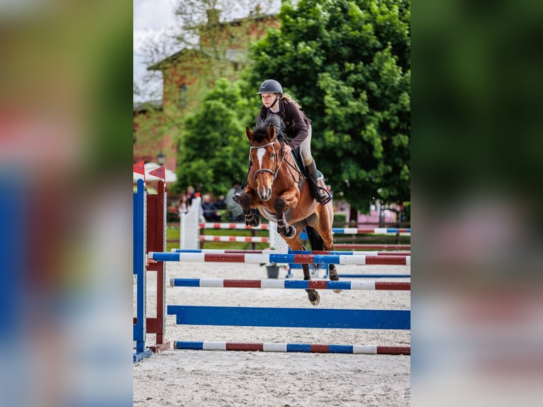 Oldenburg Mare 7 years 16 hh Bay in Rudnica