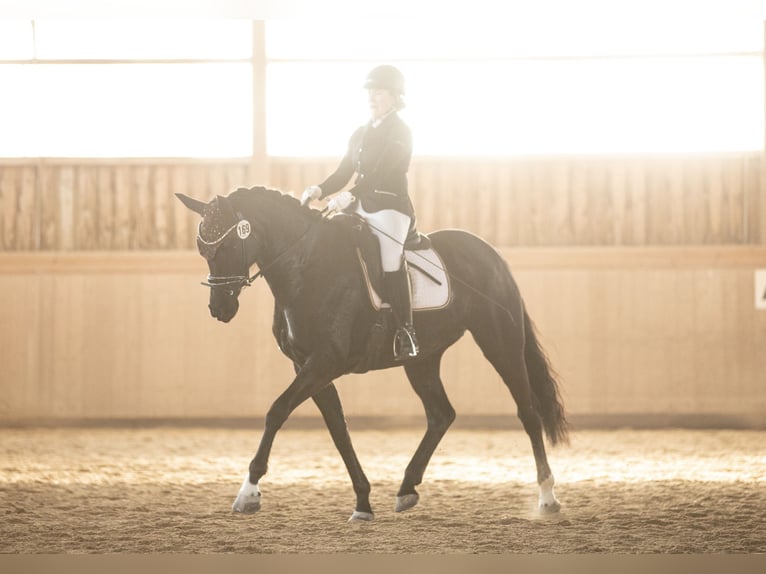 Oldenburg Mare 7 years 16 hh Black in Schönthal