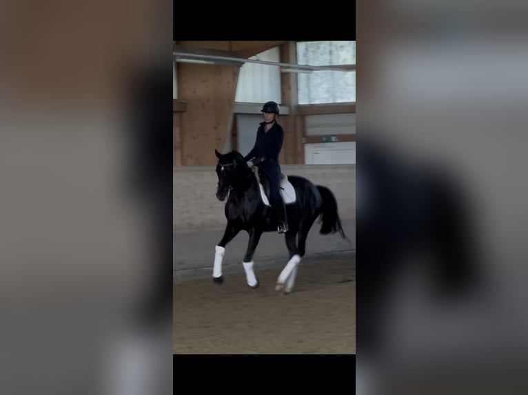 Oldenburg Mare 7 years 16 hh Black in Ebreichsdorf