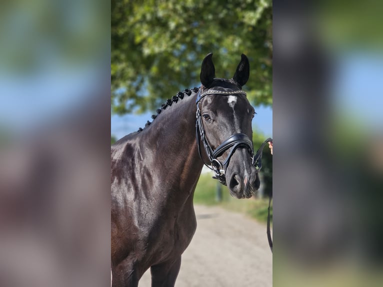 Oldenburg Mare 7 years 16 hh Black in Ebreichsdorf