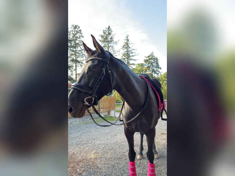 Oldenburg Mare 7 years 16 hh Black in Holzminden