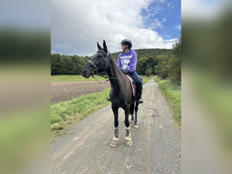 Oldenburg Mare 7 years 16 hh Black in Holzminden