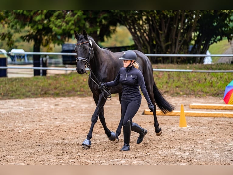 Oldenburg Mare 7 years 16 hh Black in Holzminden