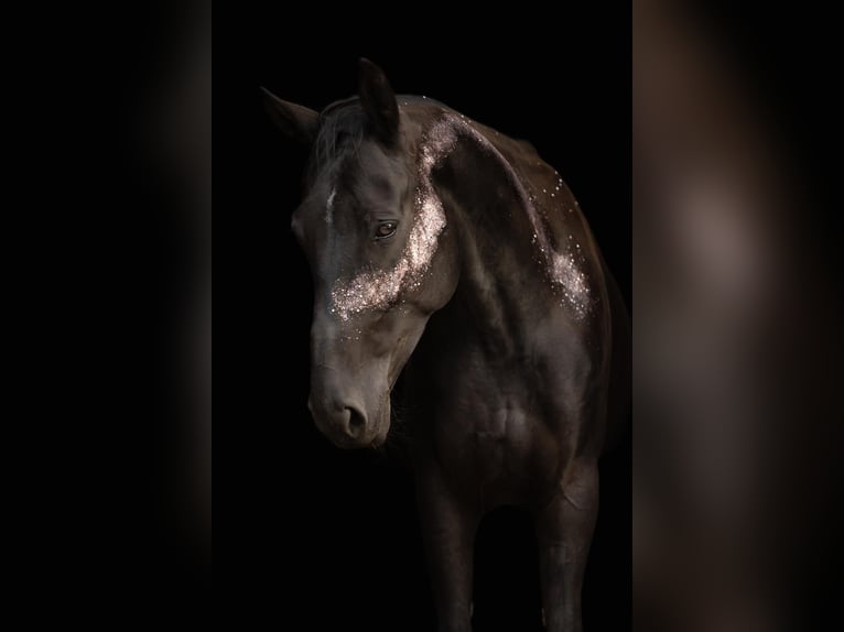 Oldenburg Mare 7 years 16 hh Black in Holzminden