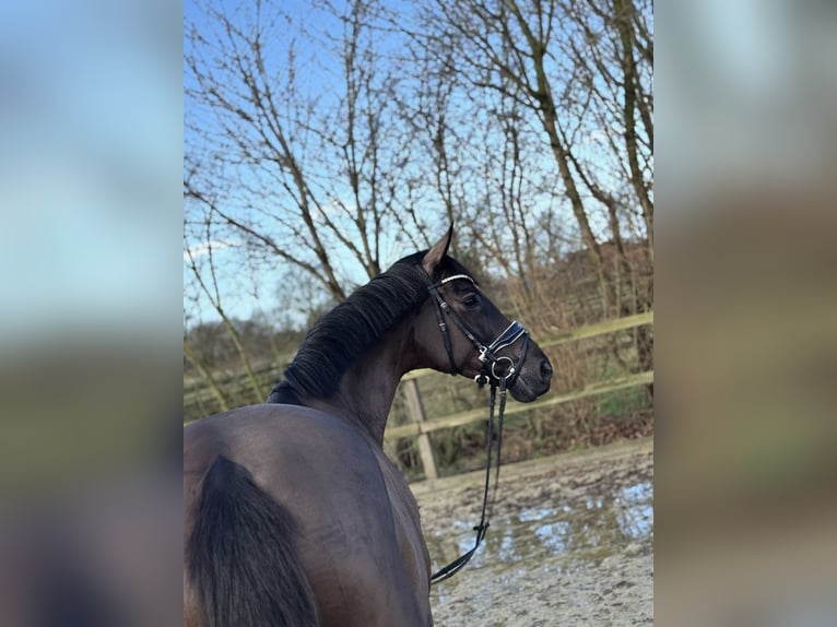 Oldenburg Mare 7 years 16 hh Black in Lohne (Oldenburg)