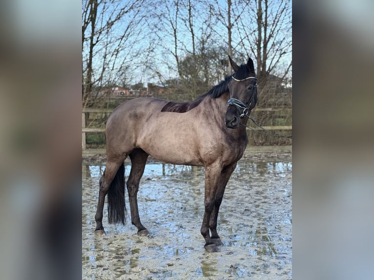 Oldenburg Mare 7 years 16 hh Black in Lohne (Oldenburg)