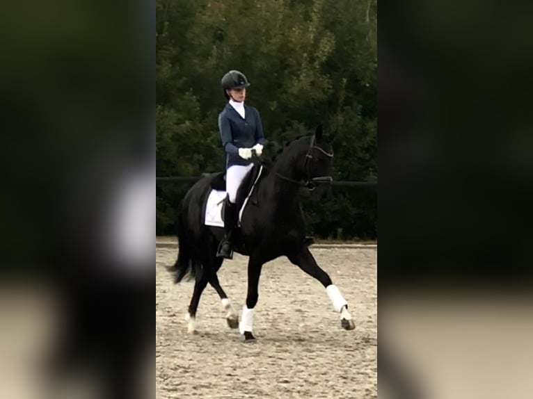 Oldenburg Mare 7 years 16 hh Black in Neerkant
