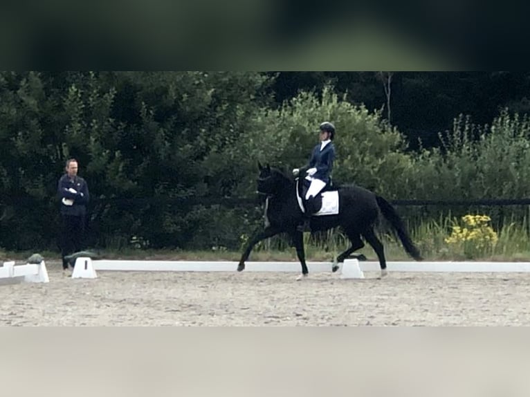 Oldenburg Mare 7 years 16 hh Black in Neerkant
