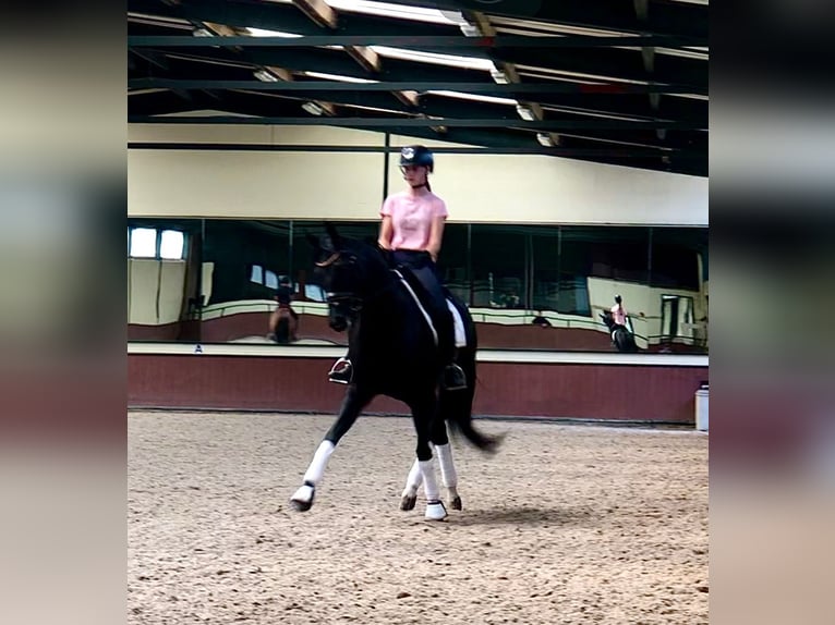 Oldenburg Mare 7 years 16 hh Black in Neerkant