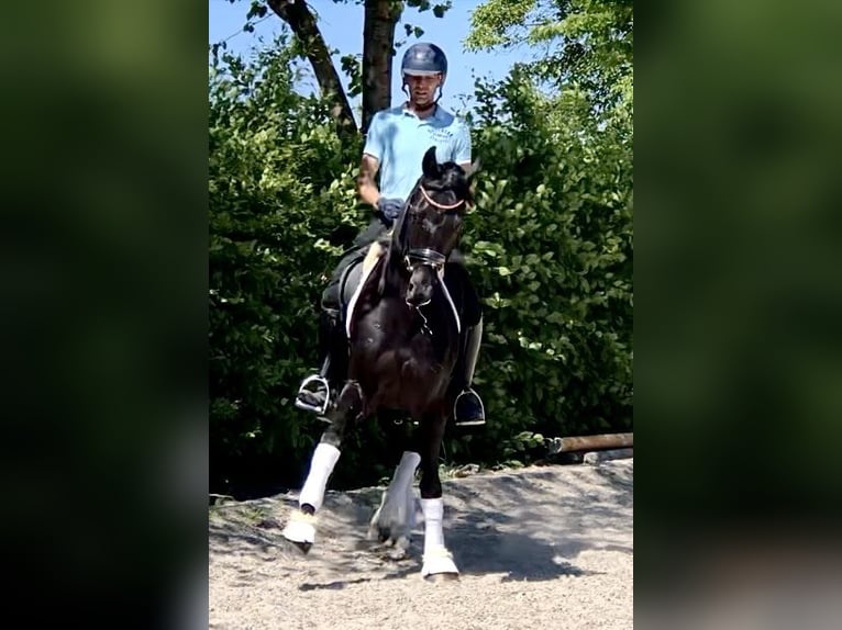 Oldenburg Mare 7 years 16 hh Black in Neerkant