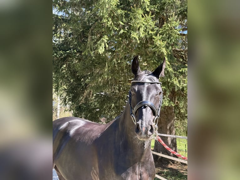 Oldenburg Mare 7 years 16 hh Black in Saalfelden am Steinerner Meer