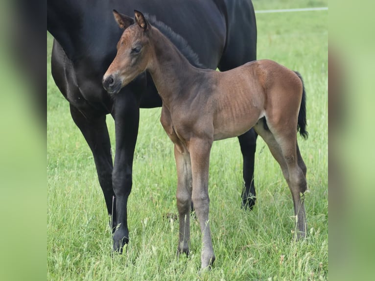 Oldenburg Mare 7 years 16 hh Black in Rohrlack