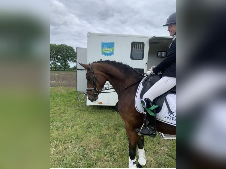 Oldenburg Mare 7 years 16 hh Brown in Hepstedt