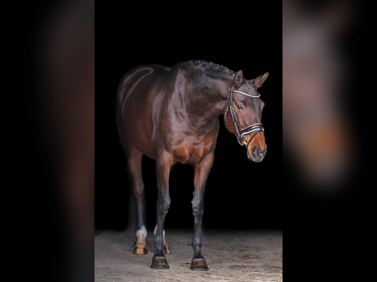 Oldenburg Mare 7 years 16 hh Brown in Landshut