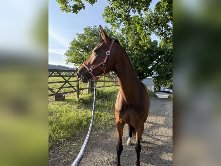 Oldenburg Mare 7 years 16 hh Brown in Willich