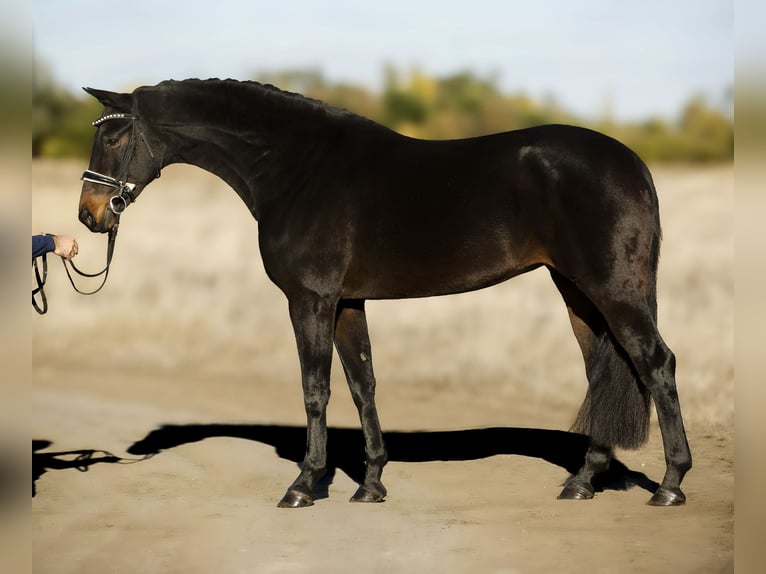 Oldenburg Mare 7 years 16 hh Brown in Zalaegerszeg