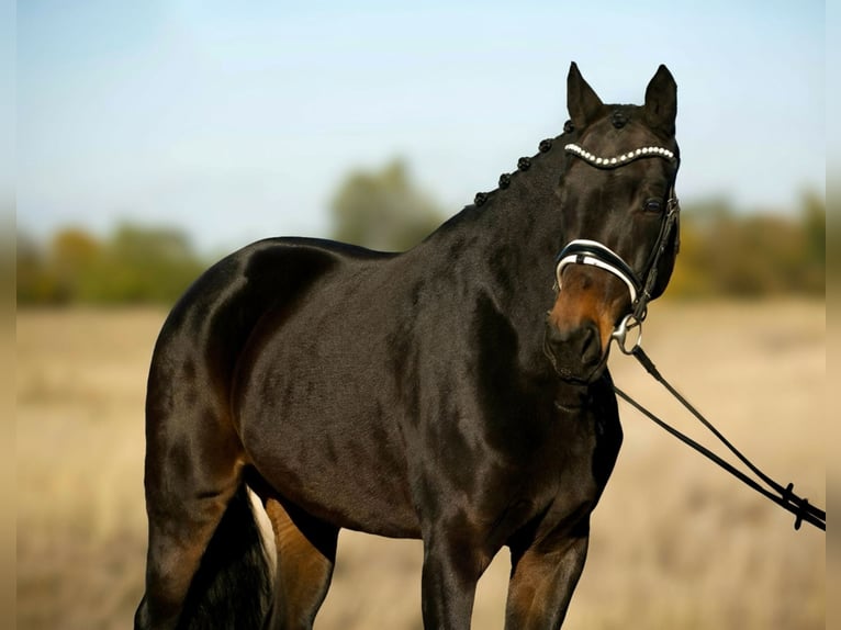 Oldenburg Mare 7 years 16 hh Brown in Zalaegerszeg Oldenburg Mare 7 years 16 hh Brown in Zalaegerszeg