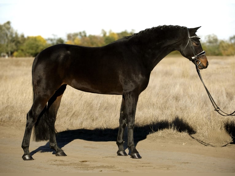 Oldenburg Mare 7 years 16 hh Brown in Zalaegerszeg