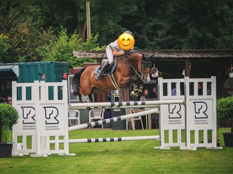 Oldenburg Mare 7 years 16 hh Brown in Dohren