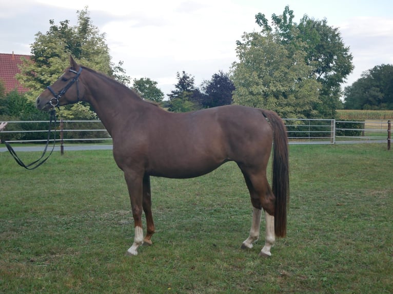 Oldenburg Mare 7 years 16 hh Chestnut in DötlingenGeveshausen