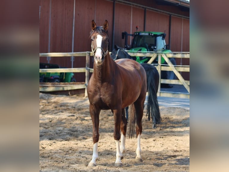 Oldenburg Mare 7 years 16 hh Chestnut-Red in Radeburg
