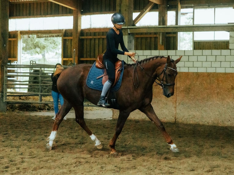 Oldenburg Mare 7 years 16 hh Chestnut-Red in Tramelan