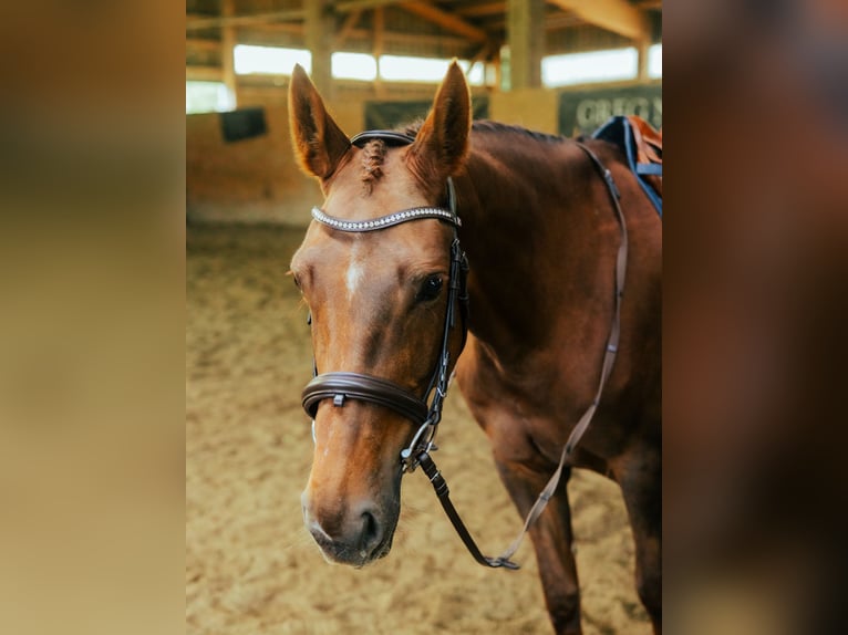 Oldenburg Mare 7 years 16 hh Chestnut-Red in Tramelan