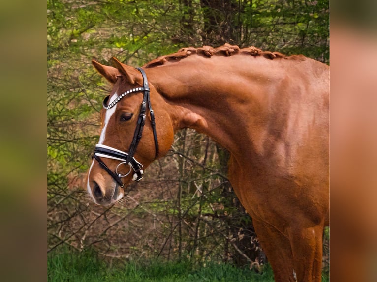Oldenburg Mare 7 years 16 hh Chestnut-Red in Gleichen