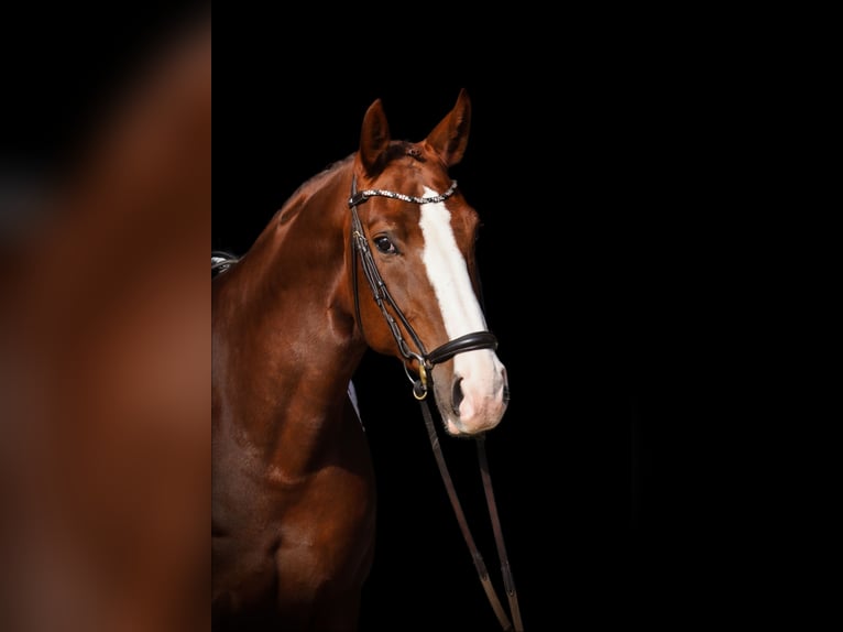 Oldenburg Mare 7 years 16 hh Chestnut-Red in Roßdorf