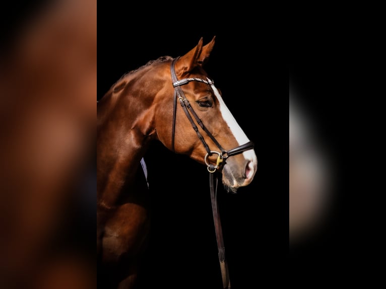 Oldenburg Mare 7 years 16 hh Chestnut-Red in Roßdorf