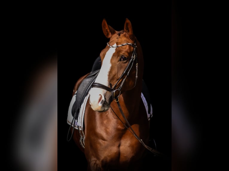 Oldenburg Mare 7 years 16 hh Chestnut-Red in Roßdorf