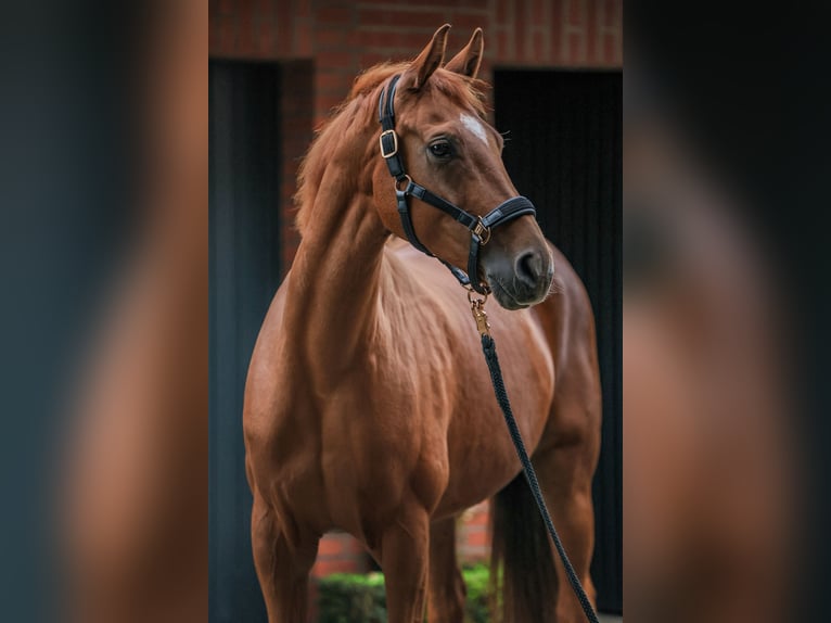 Oldenburg Mare 7 years 16 hh Chestnut-Red in Lengerich