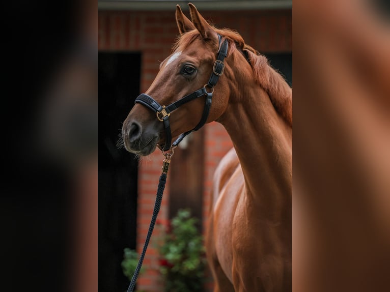 Oldenburg Mare 7 years 16 hh Chestnut-Red in Lengerich