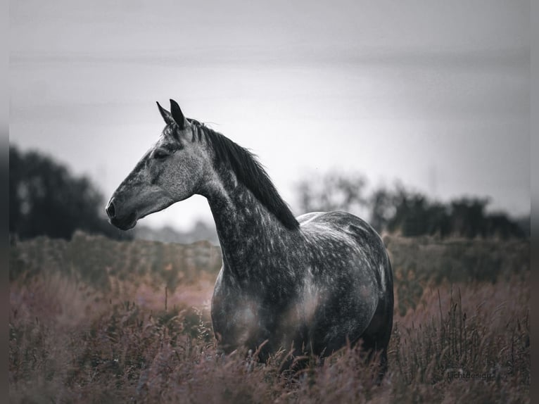 Oldenburg Mare 7 years 16 hh Grey in Pulheim