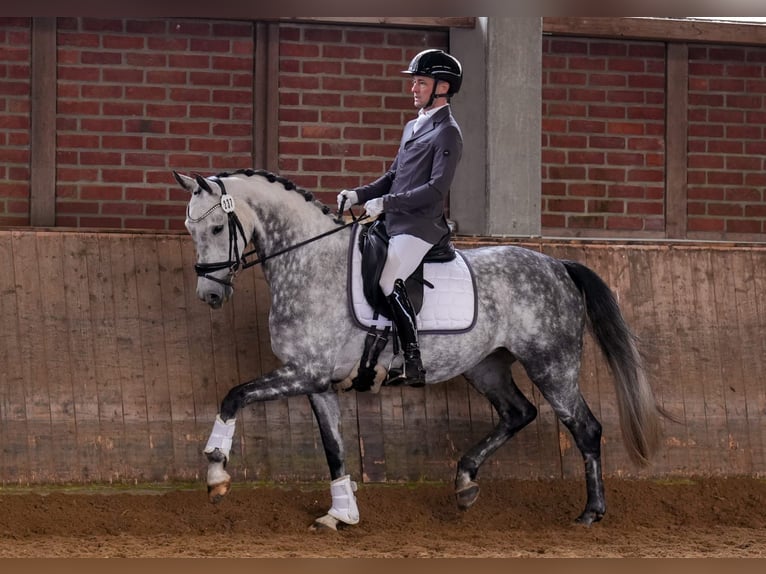 Oldenburg Mare 7 years 16 hh Grey in Pulheim