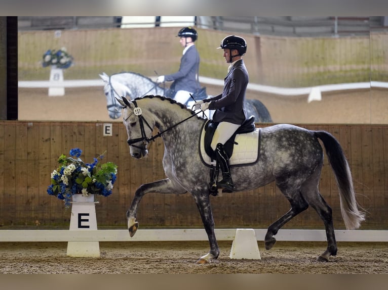 Oldenburg Mare 7 years 16 hh Grey in Pulheim