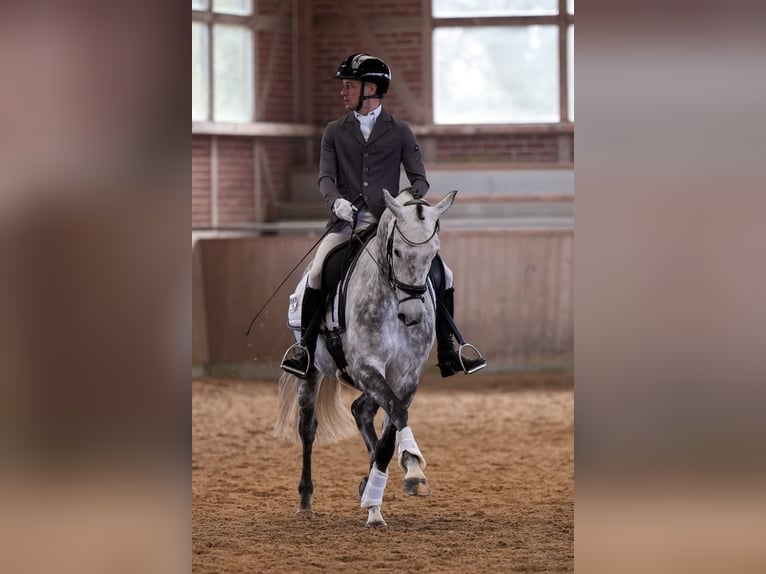 Oldenburg Mare 7 years 16 hh Grey in Pulheim