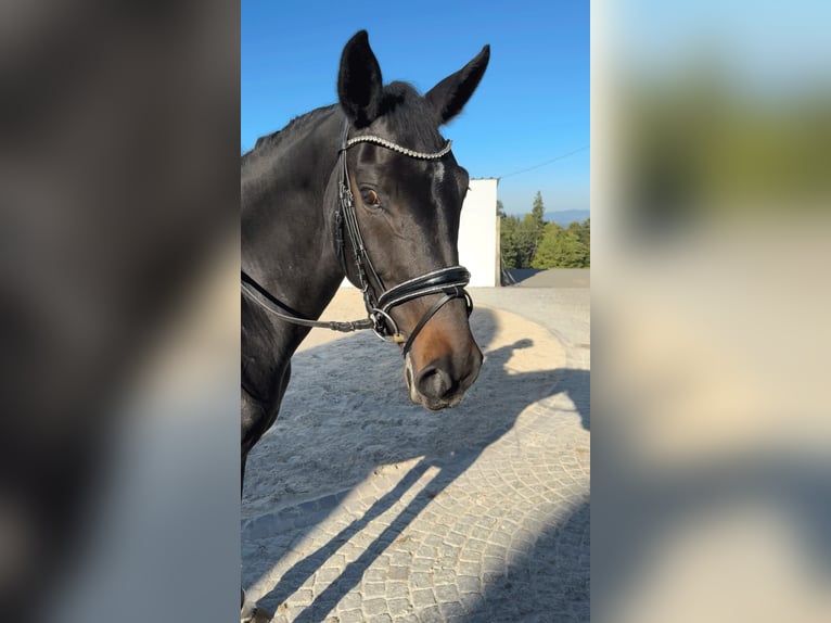 Oldenburg Mare 7 years 16,1 hh Bay-Dark in Schönenberg Oldenburg Mare 7 years 16,1 hh Bay-Dark in Schönenberg