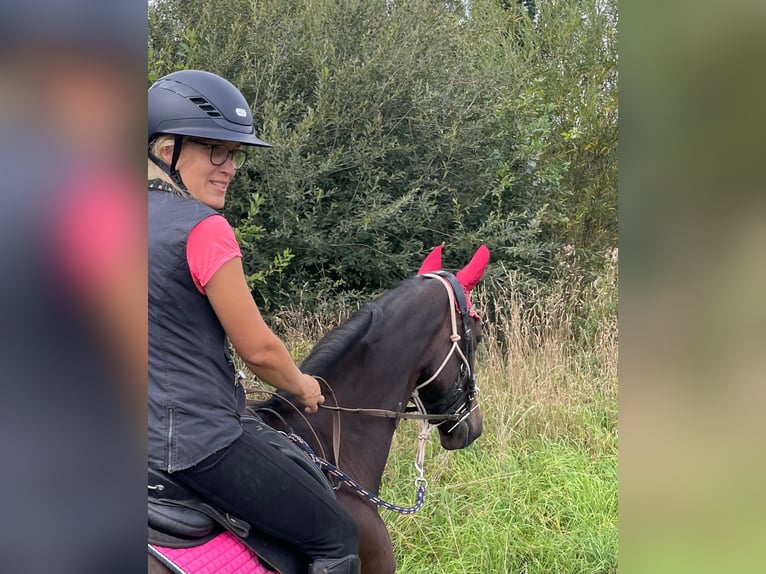 Oldenburg Mare 7 years 16,1 hh Bay-Dark in Gro&#xDF;p&#xF6;sna