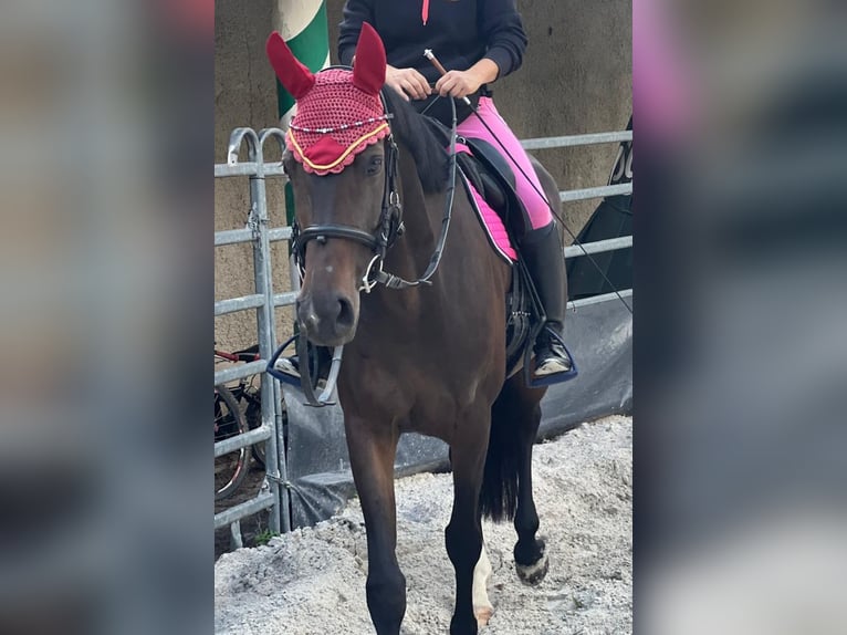 Oldenburg Mare 7 years 16,1 hh Bay-Dark in Gro&#xDF;p&#xF6;sna