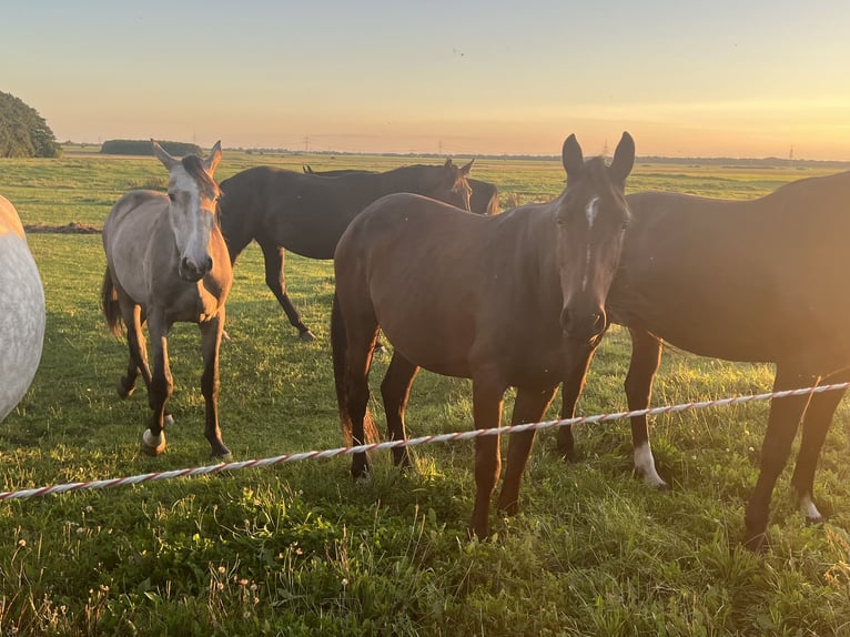 Oldenburg Mare 7 years 16,1 hh Bay-Dark in Sassen-Trantow