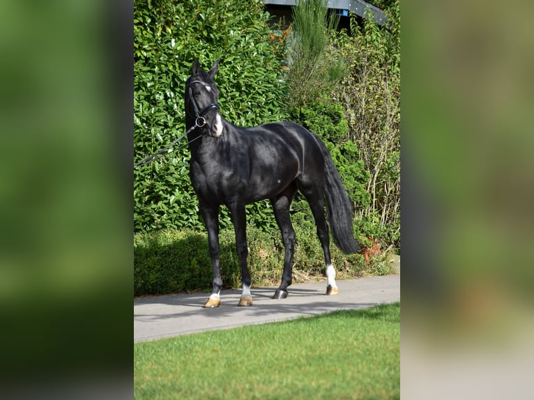 Oldenburg Mare 7 years 16,1 hh Black in Ehrenburg