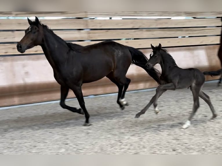 Oldenburg Mare 7 years 16,1 hh Brown in Volesvres