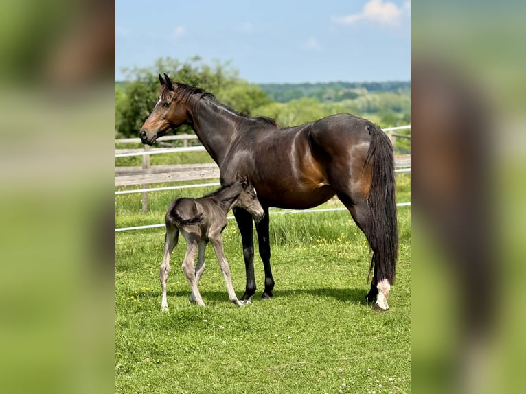 Oldenburg Mare 7 years 16,1 hh Brown in Volesvres