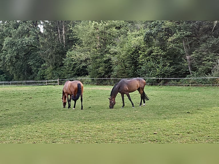 Oldenburg Mare 7 years 16,1 hh Brown in Ostfildern