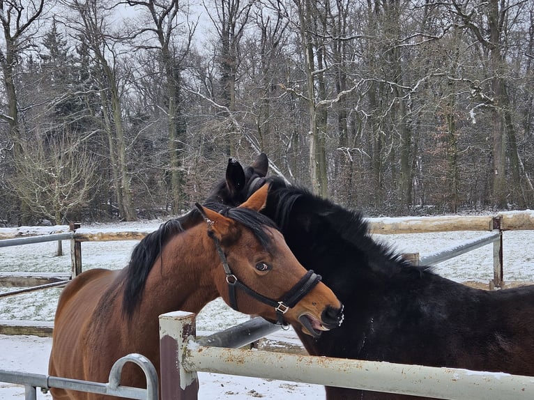 Oldenburg Mare 7 years 16,1 hh Brown in Ostfildern