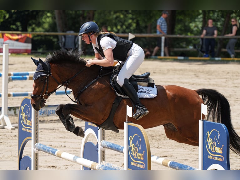 Oldenburg Mare 7 years 16,1 hh Brown in Schenklengsfeld