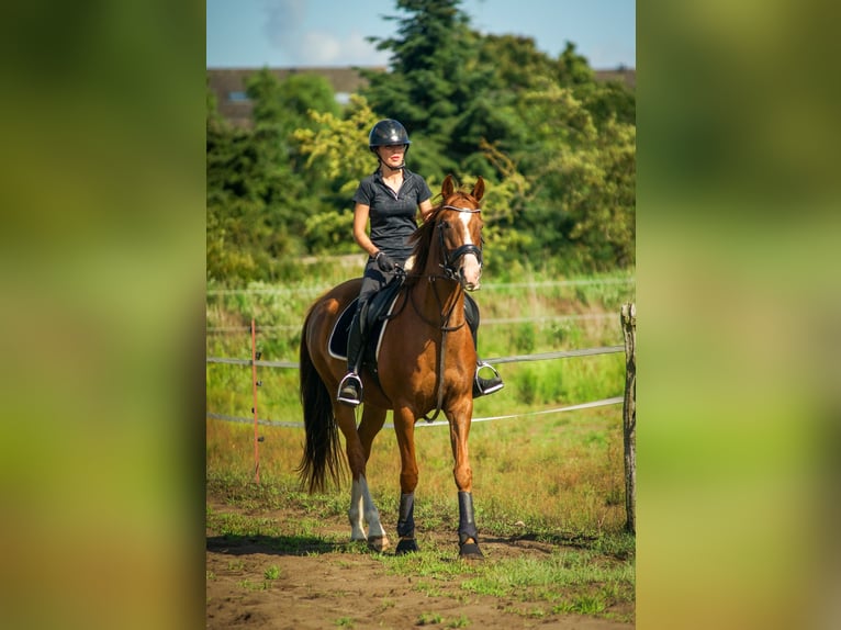 Oldenburg Mare 7 years 16,1 hh Chestnut in M&#xFC;hlenbergeFriesack